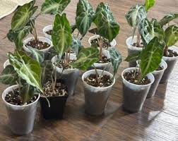 Image result for Asplenium rutifolium