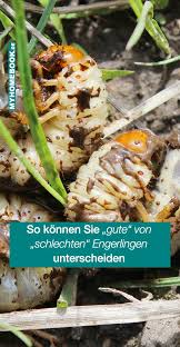 Engerlinge So Unterscheidest Du Nutzliche Von Schadlichen Kaferlarven Engerlinge Maikafer Engerlinge Fadenwurmer