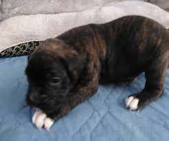 So rather than buying a dog or puppy for sale from a dog breeder or buying a cat or kitten for sale from a cat breeder. Boxer Puppies For Sale Eden Nc 282812 Petzlover