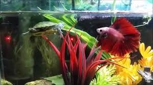 The siamese fighting fish (betta splendens), also known as the betta, is a freshwater fish native to thailand (formerly siam) and present in neighboring cambodia, laos, malaysia, and vietnam. Betta And Turtles Youtube