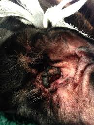 Image result for mold in the ear dog