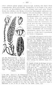 Image result for Hydrostachyaceae