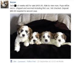 Check spelling or type a new query. What Do Yout Get When You Cross A Jack Russell With A Shih Tzu Failbook Failing On Facebook