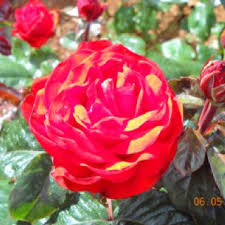 Pin By Christine Ruth On Color Green Thumb Flowers Garden