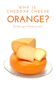 Nov 16, 2018 · they began dyeing their cheese with annatto seed, the same dye used today. Cheddar Cheese Is One Of The Most Popular Cheeses In The United States But What Makes It Orange Milk Is White And Che Cheddar Cheese Cheddar Popular Cheeses