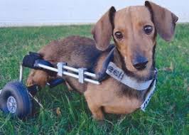 Image result for invalid dog wheelset