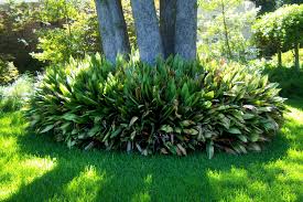 Explore aodland's photos on flickr. Share Extra Aspidistra With Another Gardener