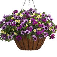 Check spelling or type a new query. Proven Winners Wine Country Flower Combinations For Sale Free Shipping