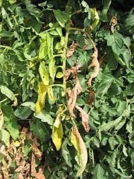 Image result for tomato seedling fusarium wilt