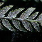 Image result for Aleuritopteris