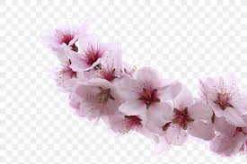 Check spelling or type a new query. Almond Blossoms Apricot Flower Cherry Png 1200x800px Almond Blossoms Apricot Blossom Branch Cherry Download Free