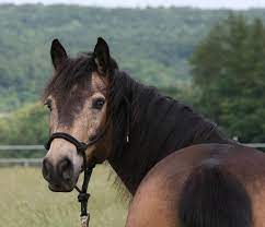 Most beautiful horses all the pretty horses animals beautiful beautiful horse pictures. Sooty Gene Wikipedia