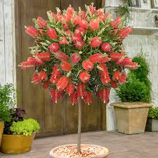 Image result for Callistemon