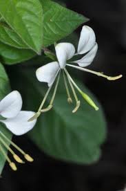 Image result for Cleome aculeata
