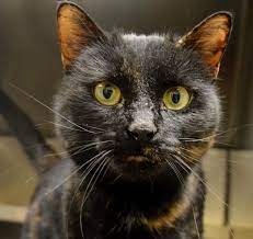Adopt Tori On Petfinder Humane Society Adoption Animals