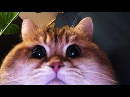 Try Not To Laugh Funny Cat And Dog Videos Youtube Funny Cats And Dogs Cat And Dog Videos Funny Cat Faces