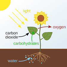 Source Of Oxygen Liberated During Photosynthesis | Nature