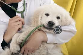 Jan 24, 2019 · how often you take your dog to the vet depends on your dog's life stage and general health. How Often Should I Take My Dog To The Vet Campbell River Veterinary Hospital