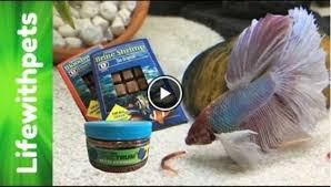 What Do Betta Fish Eat Only Use These 5 Best Types Of Betta Food In 2020 Betta Fish Betta Food Betta Fish Care
