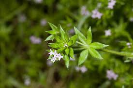 Image result for Sherardia arvensis