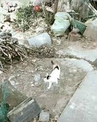 Pin By Michelle E On Funny Animals Video