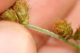 Image result for Fuirena pubescens