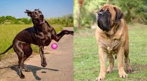 Maybe you would like to learn more about one of these? Great Dane Vs English Mastiff Differences And Similarities