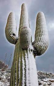 It can be interpreted how your need to adjust to their current circumstance as opposed to attempting to change it. Frosted Saguaro Arizona Hiking Saguaro Arizona Cactus