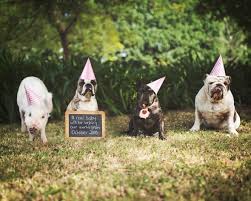 Dogs, cats, elephants, horses, pigs, cows and a few babies. This Is The Cutest Pig Dog Friendship Ever Simplemost
