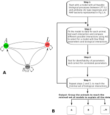 model cartoon and model selection flowchart a possible