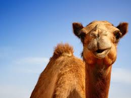 Its total protein content is more than that of milk from other sources. Got Camel Milk Alternative Dairies Gain Popularity Around Country Abc News