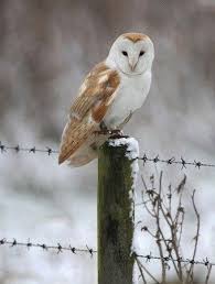 Pin Von Marcelo Soares Auf Winter Schleiereule Vogel Als Haustiere Eulen Fotos
