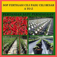 Resepi saya hari ini adalah rendang cili padi yang dimakan dengan lemang periuk kera dan juga nasi impit. Sop Tanaman Fertigasi Cili Padi Besar Shopee Malaysia