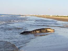Saint francisville, louisiana, usa see more ». On Grand Isle Beach May 2015 Grand Isle Grand Isle Louisiana Lafourche Parish