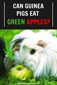 Pin On Guinea Pig Foods