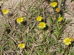 Image result for Pimpinella alismatifolia