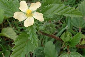 Image result for Malvastrum coromandelianum