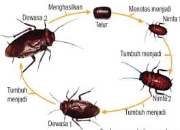 Image Result For Gambar Metamorfosis Sempurna Nimfa Gambar Siklus Hidup
