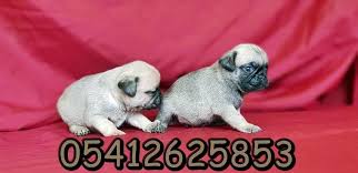 Yavru Pug Fiyatlari Pug Kopekler
