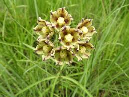 Image result for Glossostelma