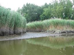 Image result for Phragmites