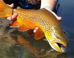 Tiger Trout Trout Fly Fishing Flies Trout Trout Fishing