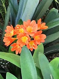 Just tell us the occasion, address to deliver and. Gorgeous Flowers Picture Of Terranea Resort Rancho Palos Verdes Tripadvisor