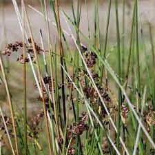 Image result for Juncus exsertus
