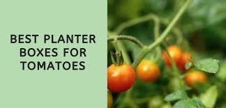 Related:tomato growing planters tomato halo tomato greenhouse tomato planter hanging tomato pot self watering tomato planter strawberry planter tomato grow bags wooden planter tomato plant pots potato grow bags tomato plant bag home garden vegetable planter container pouch. Best Planter Boxes For Tomatoes 7 Options To Grow Tasty Tomatoes