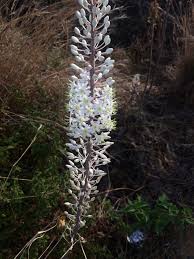 Image result for Drimia calcarata