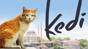 Kedi Full Length Documentary Published On May 10 2017 A Beautifully Shot Documentary That Tracks The Stories Of Seven Cats That Cats Youtube Cats Fancy Cats