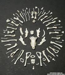 Animal Bones For Sale Mouse And Shrew Bones For Sale In My Shop Skull And Bones Bone Jewelry Animal Bones
