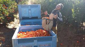 Dalam setiap jenis visa kerja australia terdapat beberapa ketentuan di. Pengalaman Pelajar Malaysia Bekerja Sebagai Bangla Di Australia