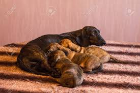 Usually dachshunds with black genes also have the genes for tan points. Dark Brown Mother Dachshund Feeding Her Three Little Tan Red Stock Photo Picture And Royalty Free Image Image 158001391